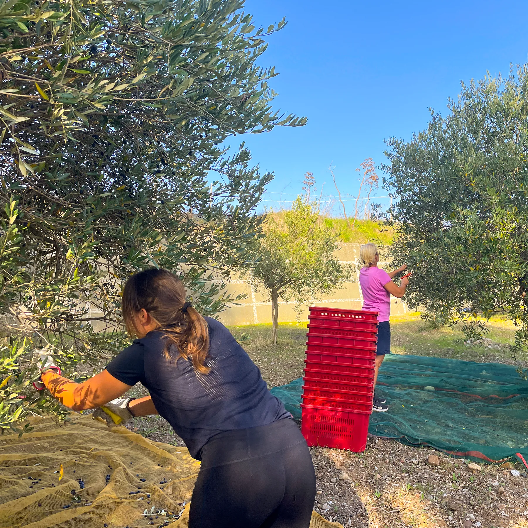 Vivi l'esperienza più siciliana di sempre: in autunno, ti aspettiamo per partecipare alla raccolta olive.
